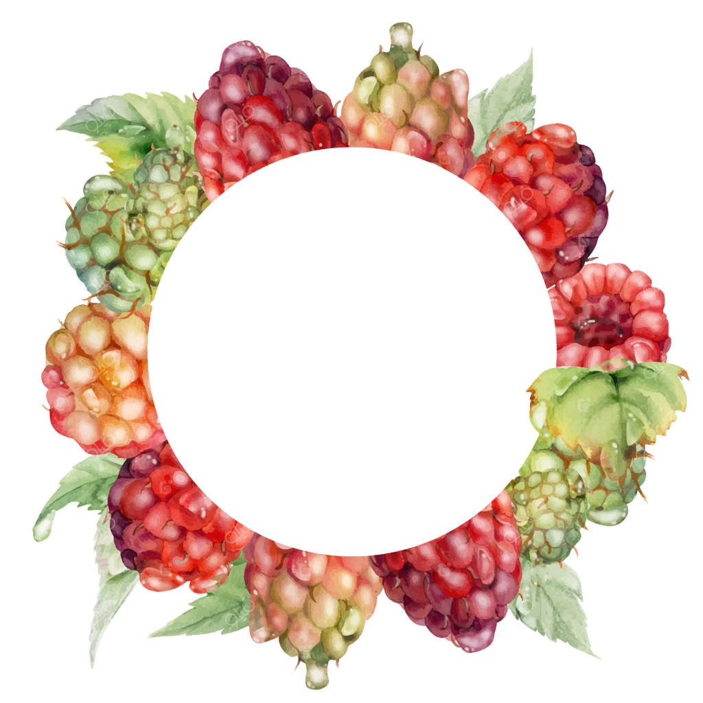 تاجی از برگ‌ها و توت‌های تمشک در قطرات آب و شبنم، نقاشی آبرنگ. توت‌های رسیده باغی مانند توت سیاه، تمشک زرد و توت سفید. قاب دایره‌ای جداگانه. نوشیدنی‌های تازه و دستورهای مربا و کمپوت.