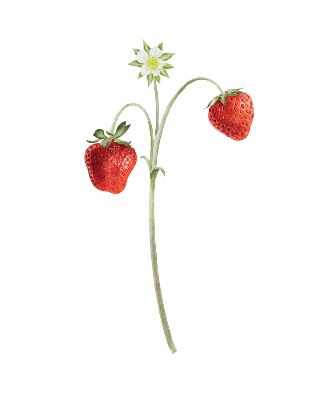توت‌فرنگی قرمز روی شاخه و گل. تصویر آبرنگی دست‌ساز گیاه تابستانی. چاپ گیاه‌شناسی برای بسته‌بندی، لوازم آرایشی، کشاورزی، طراحی وب و کشاورزی.