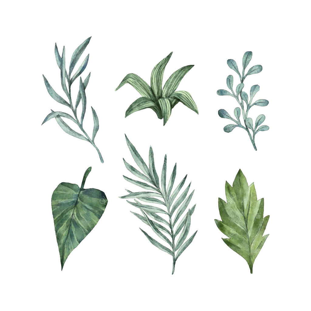 مجموعه برگ‌های آبرنگی