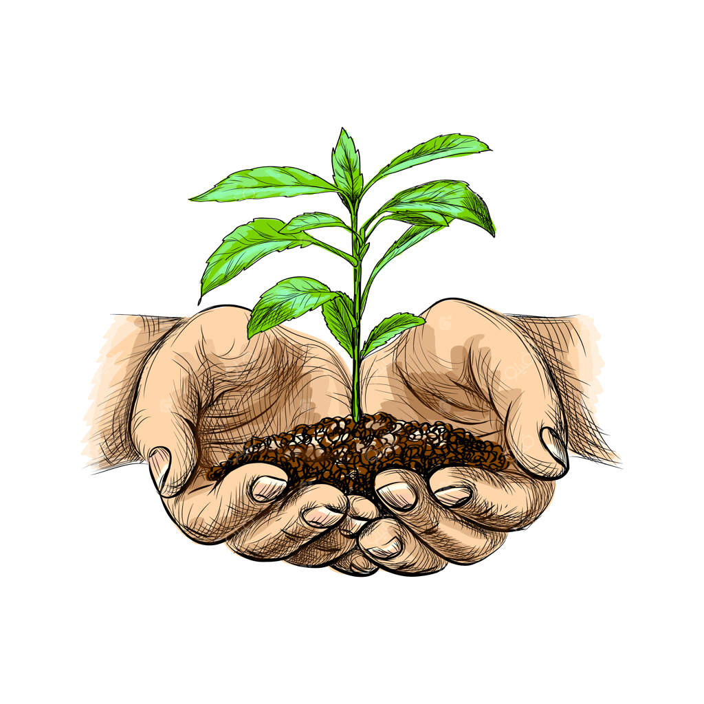 تصویر نهال جوان در دستان. کف دست‌ها نهالی را در سبک طرح قلم روی زمینه سفید نگه می‌دارند.