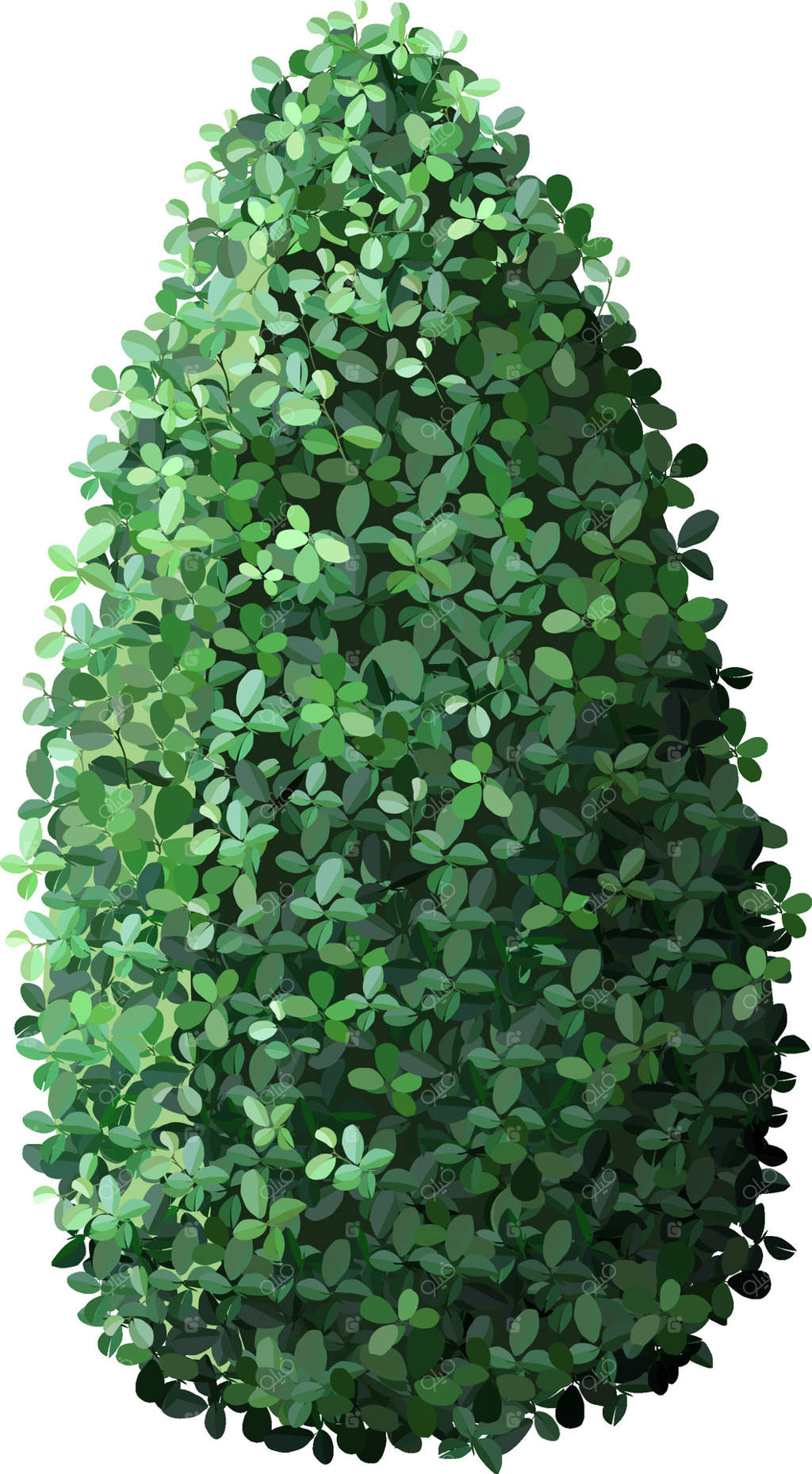 برگ‌های سبز و شاداب که بوشه‌ای مخروطی شکل را تشکیل می‌دهند، زیبایی و هماهنگی طبیعی را به نمایش می‌گذارند. ایده‌آل برای طراحی باغ، محوطه‌سازی و پروژه‌های مرتبط با طبیعت.