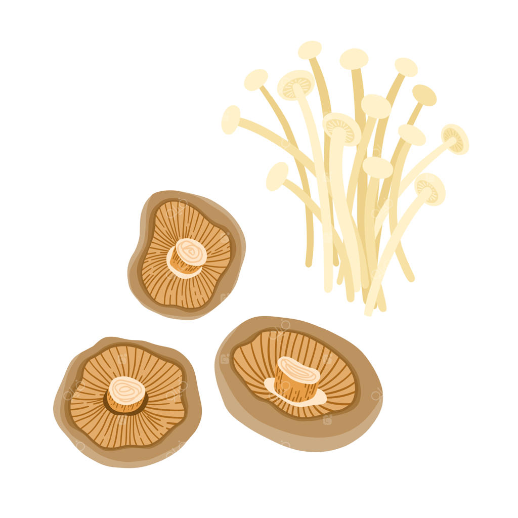 قارچ‌های شیتاکه و انوکی (فلامولینا ولوتیپس): از آشپزی سنتی آسیایی. مجموعه وکتور کلیپ‌آرت.