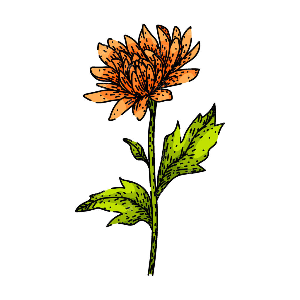 طرح کشیده شده با دست گل داودی باغچه‌ای