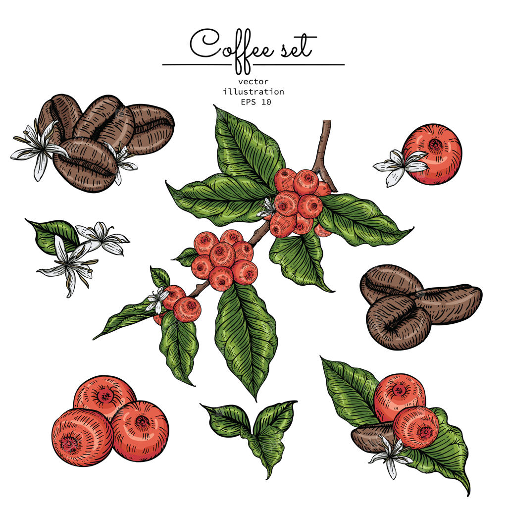 مجموعه قهوه با دانه قهوه