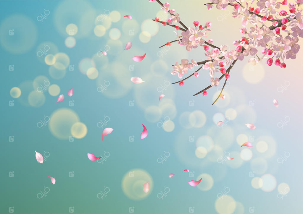 زمینه وکتوری با شکوفه‎ی گیلاس بهاری. شاخه‌ی ساکورا در بهار با گلبرگ‌های در حال ریزش