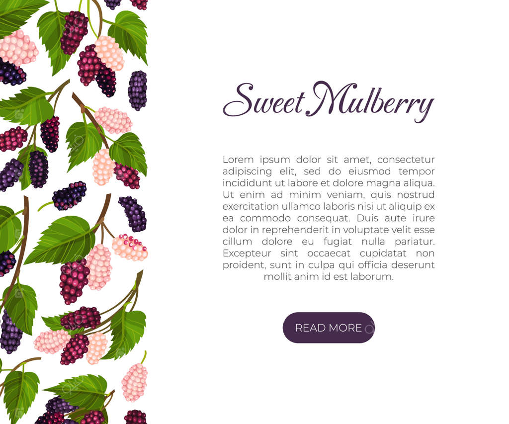 طراحی بنر توت با قالب رشد میوه در باغ