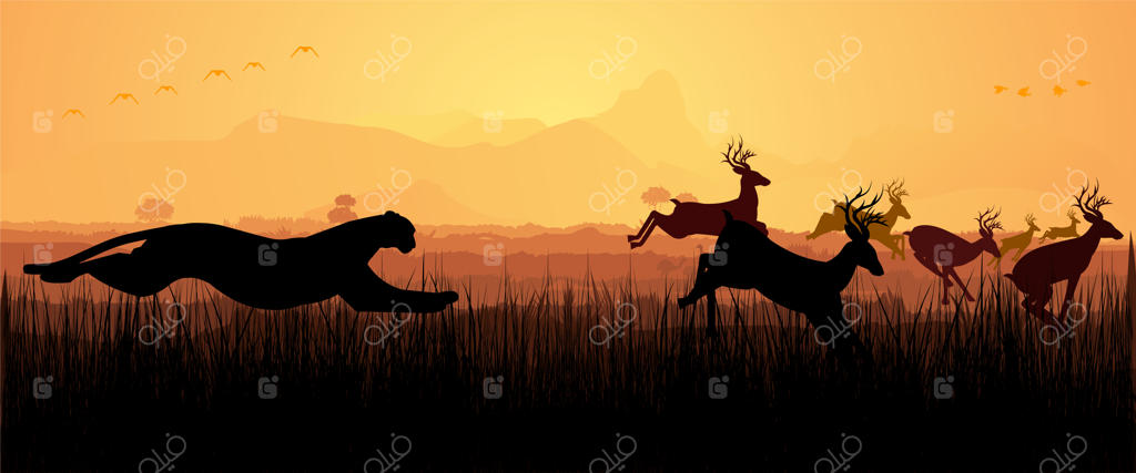 یوزپلنگ در حال شکار آهو