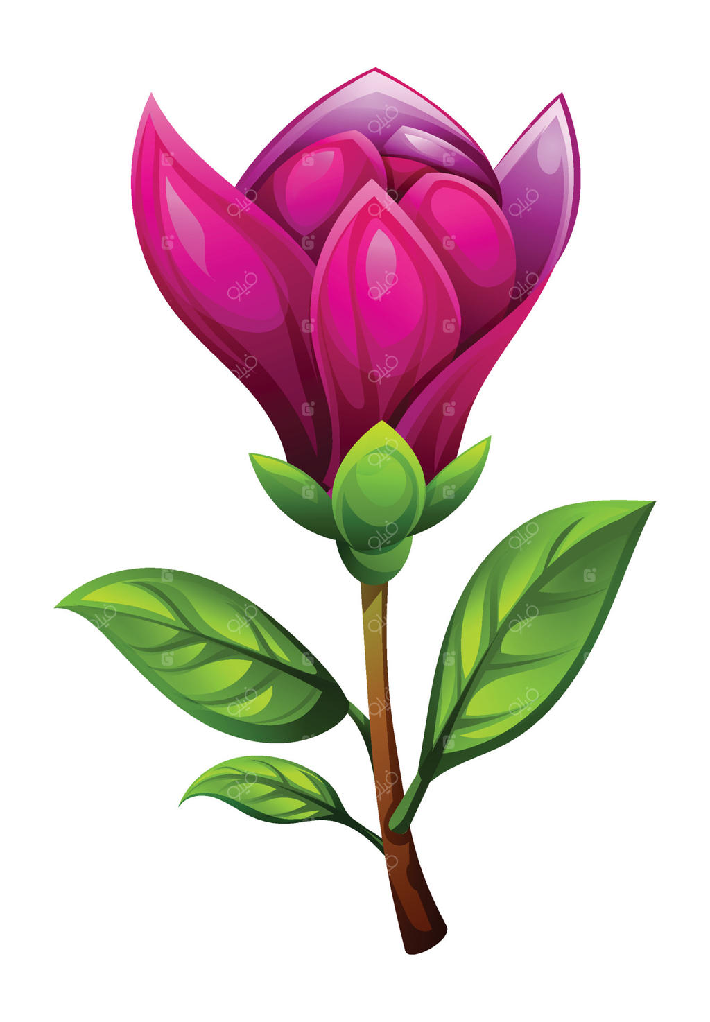 گل مگنولیا بنفش با برگ‌ها، شکوفه نیمه‌باز. تصویر کارتونی، جدا شده بر روی زمینه سفید