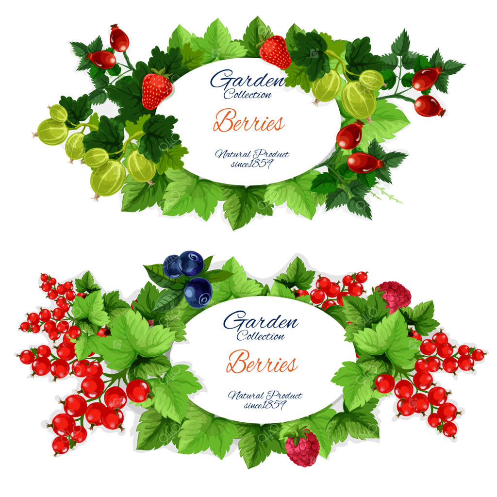 آیکون‌های توت‌های باغی با میوه‌ها، بنرهای وکتوری