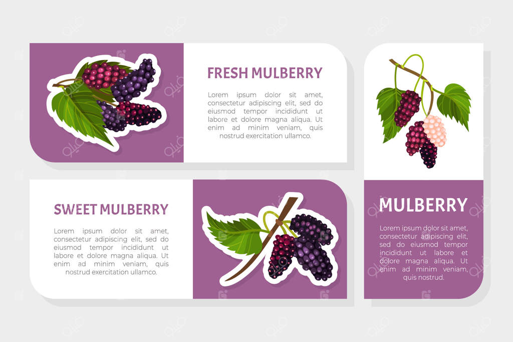 طراحی برچسب یا لیبل توت با قالب رشد میوه در باغچه