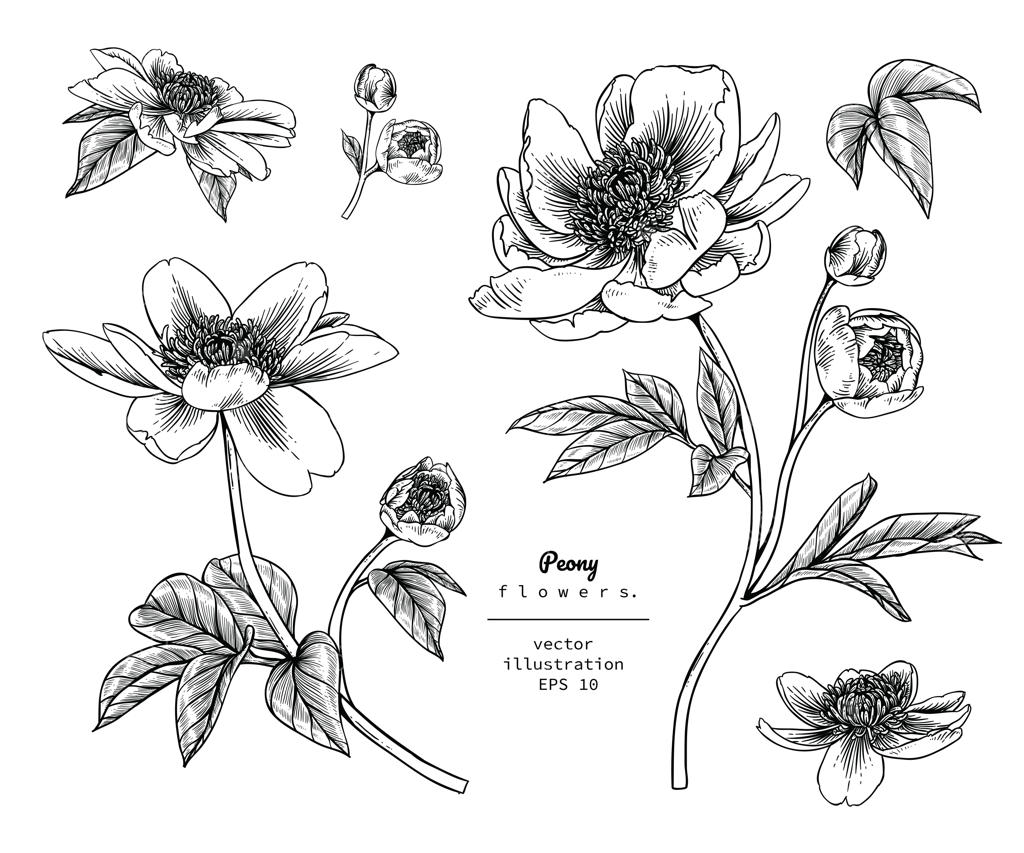 نقاشی‌های برگ و گل صد تومانی