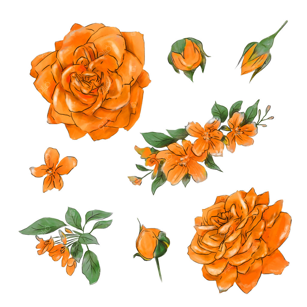 مجموعه بزرگ آبرنگ‌های گل سرخ با کیفیت عالی.