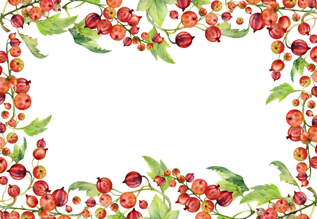 انگور فرنگی و برگ‌های سبز روی شاخه، طراحی شده با آبرنگ، توت‌های رسیده درختی ژوئن‌بری و جوسبر. قاب جدا شده حاشیه‌ای. کارت‌های دستور تهیه فروشگاه سبزیجات وگان و کتاب آشپزی