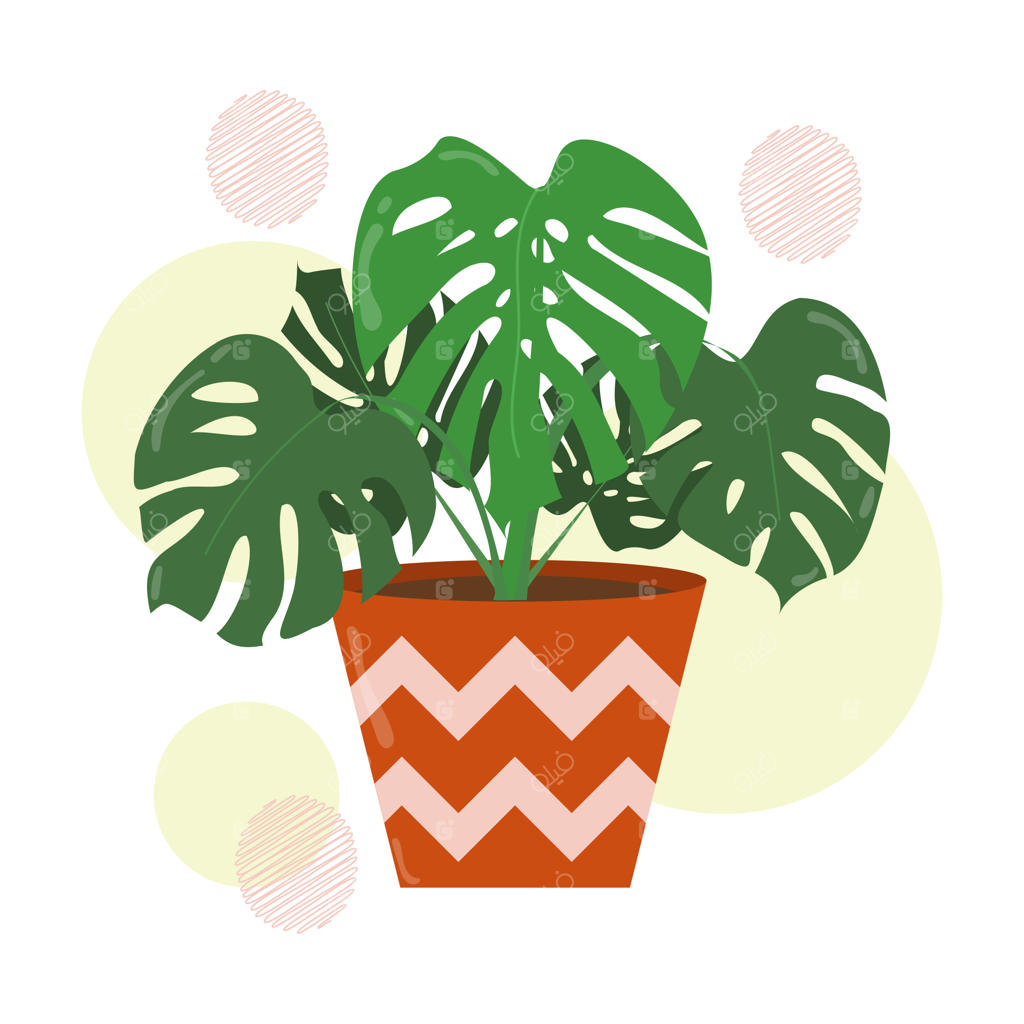 برگ‌های دست‌کشیدهٔ مونسترا یا گیاهان پنیر سوئیسی در گلدان سرامیکی: گیاهان خانگی مجزا