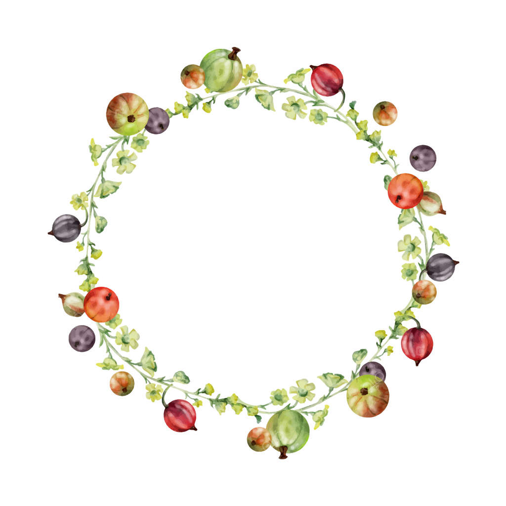 توت‌های انگور فرنگی، خوشه‌های بلند گل با آبرنگ نقاشی شده، توت‌های رسیده باغچه‌ای، حسکنی، کاسته و جوس‌توت. قاب تاج گل جدا شده. گل‌فروشی، لوازم آرایشی گیاهی طبیعی، خواربار فروشی