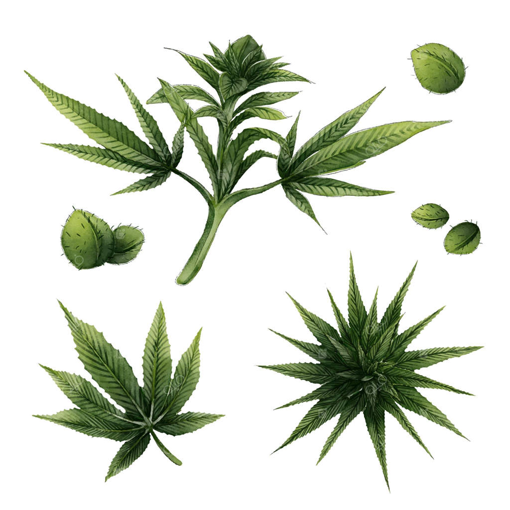 مجموعه برگ‌های گیاه شاهدانه