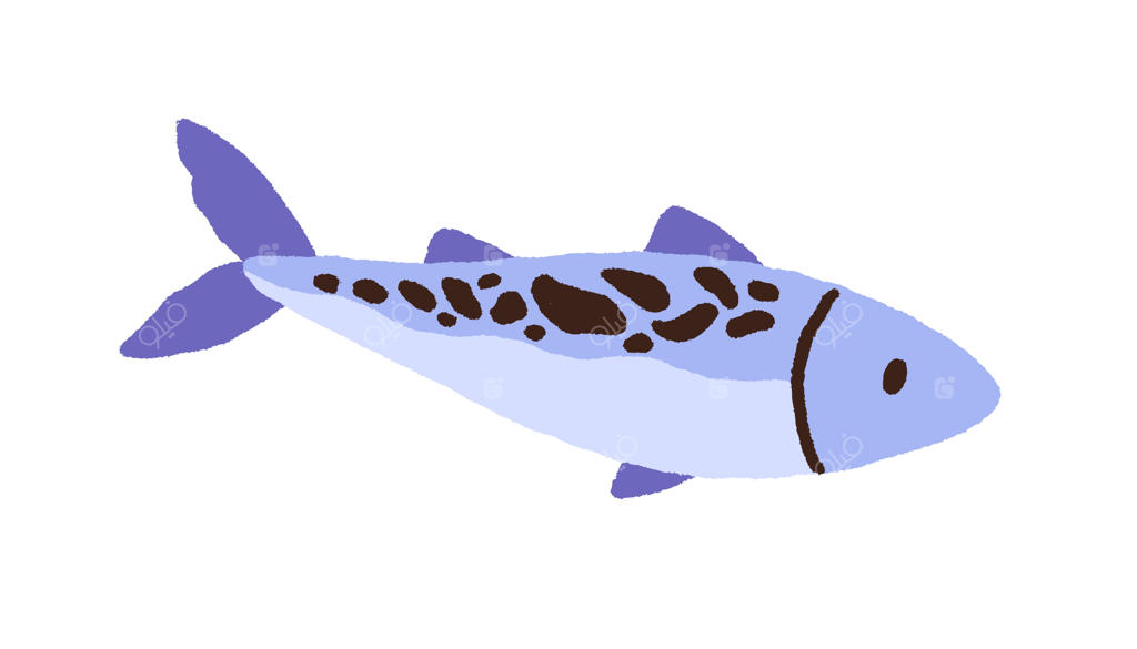 ماهی خام با لکه‌ها: نمای جانبی تن کامل، غذای دریایی. قزل‌آلای تازه، غذاهای دریایی به سبک دودل. تصویر تخت و رنگی ماهی سالمون جدا شده بر روی پس‌زمینه سفید.