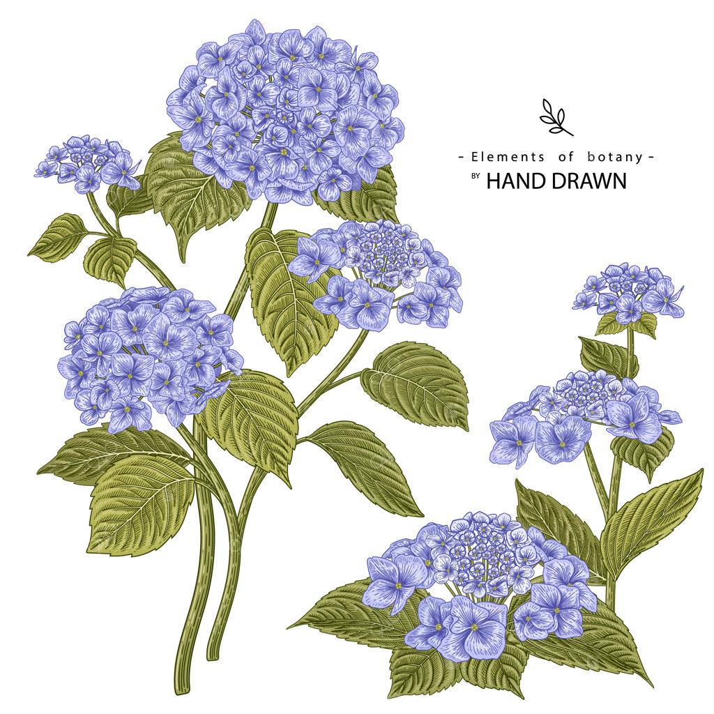 مجموعه تزئینی نقاشی‌های گل. طراحی‌های گل ادریسی. هنر خطی قدیمی روی زمینه‌های سفید. تصاویر گیاهی دستی. عناصر.