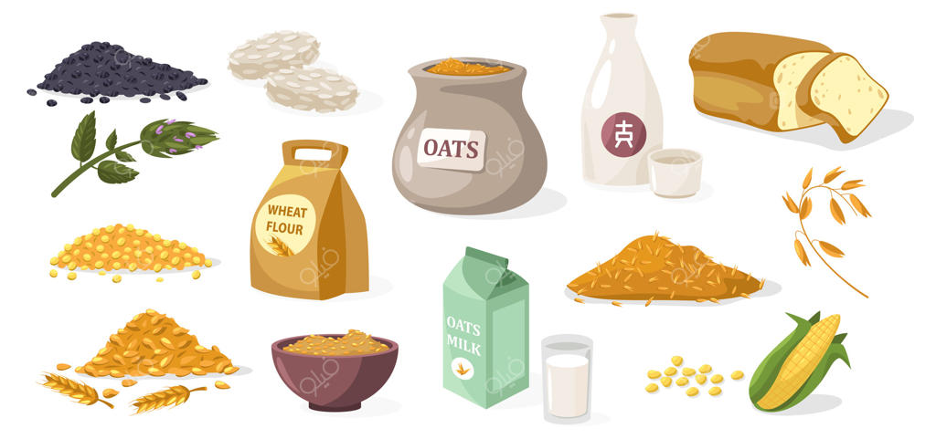 غلات صبحانه: گندم، جو، برنج و ذرت. مواد غذایی ارگانیک برای صبحانه و مفهوم کشاورزی. مجموعه‌ای از غلات کارتونی