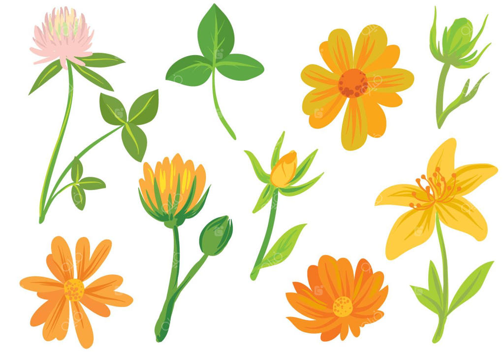 وکتورهای رایگان گل‌ها