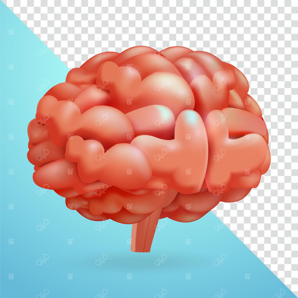 مغز و عناصر سه‌بعدی