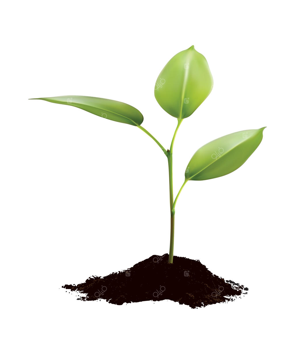 رشد برگ سبز روی زمینه سفید