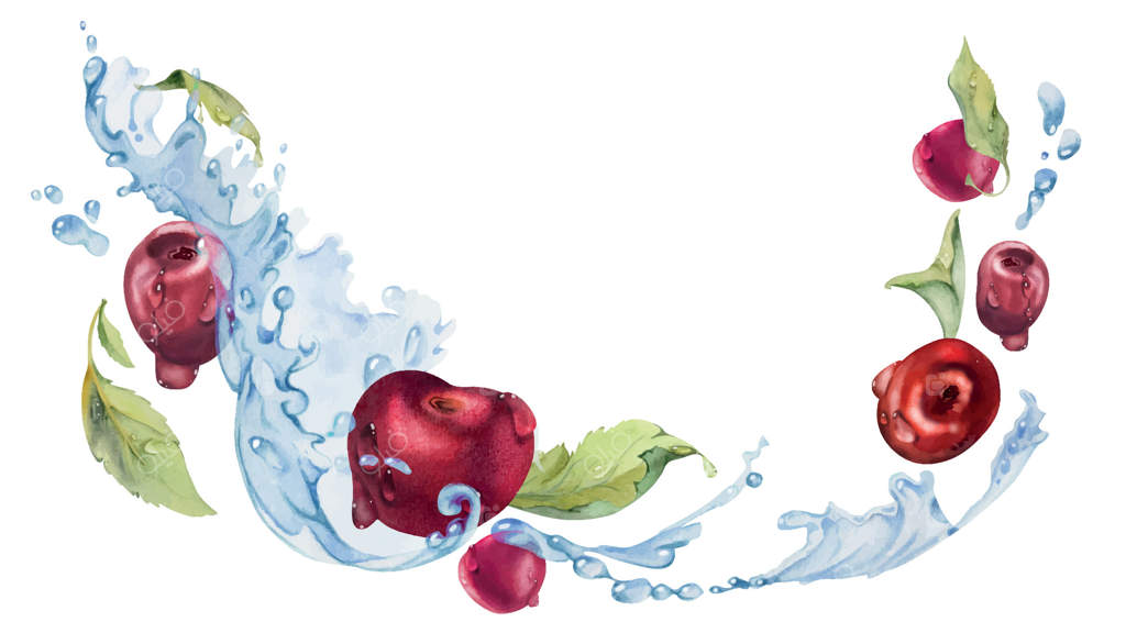 آلبالوهای ترش و شیرین پروازکنان در قطرات آب، نقاشی شده با آبرنگ. توت‌های قرمز رسیده و برگ‌ها. ترکیب تصویری جداگانه. منوی رستوران و کافه، بازار کشاورزان، عروسی.