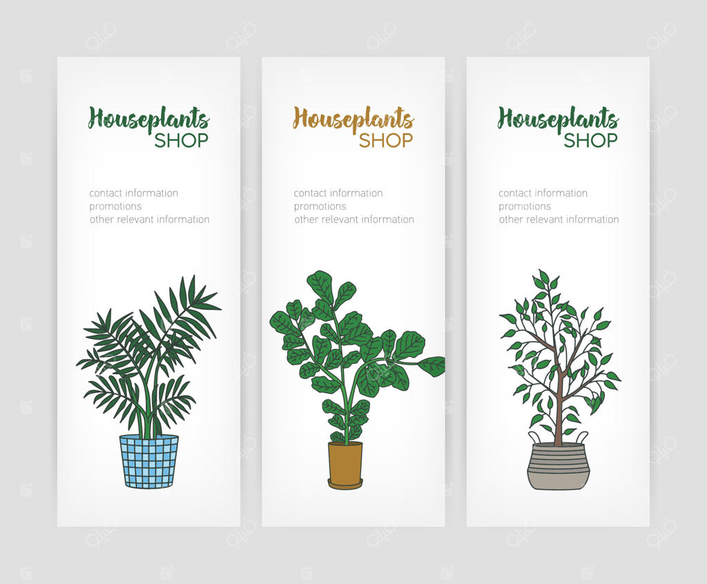 مجموعه بنرهای عمودی با طراحی گیاه برگ انجیری و فیکوس بنجامین در گلدان، به همراه فضایی برای متن. مناسب برای تبلیغات فروشگاه گیاهان آپارتمانی یا تبلیغ پرورش گیاه.