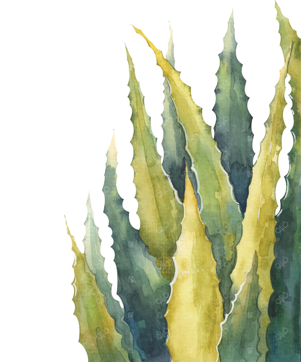 تصویر آبرنگی برگ‌های آلوئه‌ورا بر روی زمینه سفید