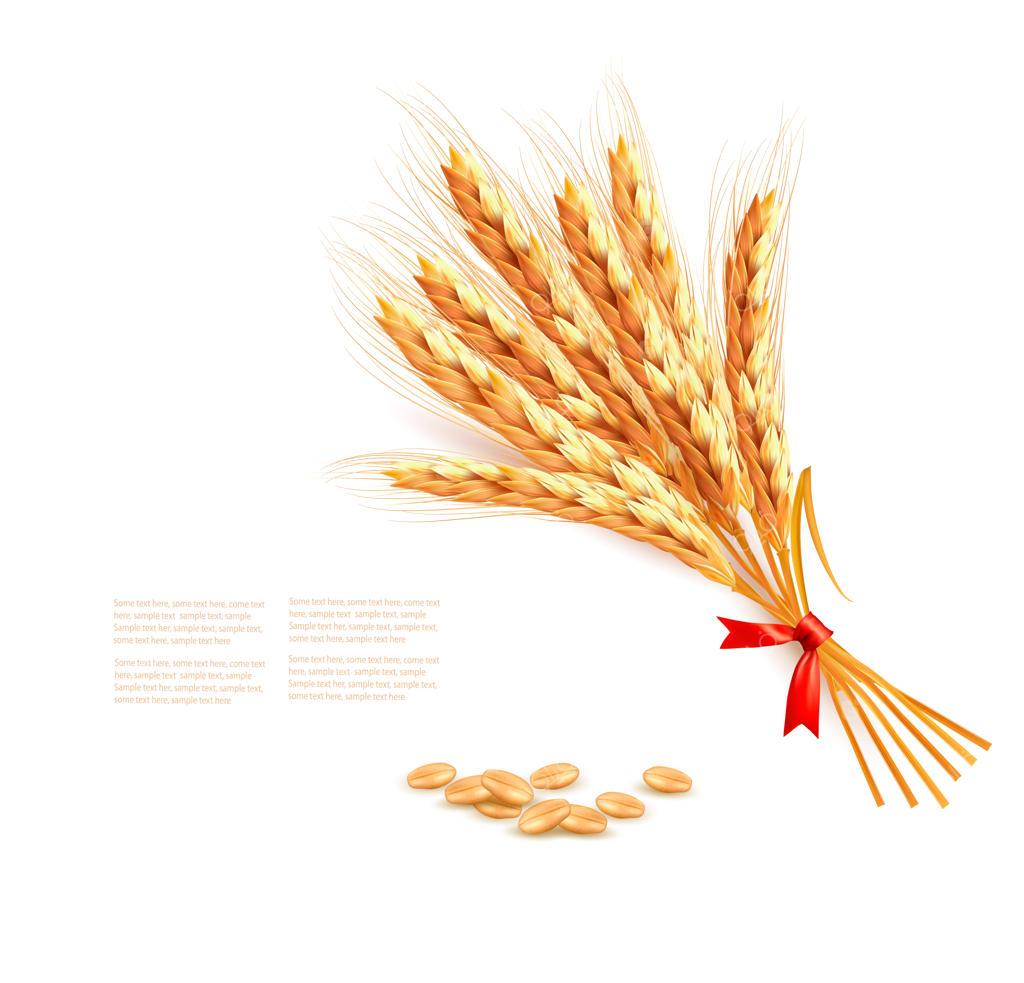 خوشه‌های گندم - تصویرسازی