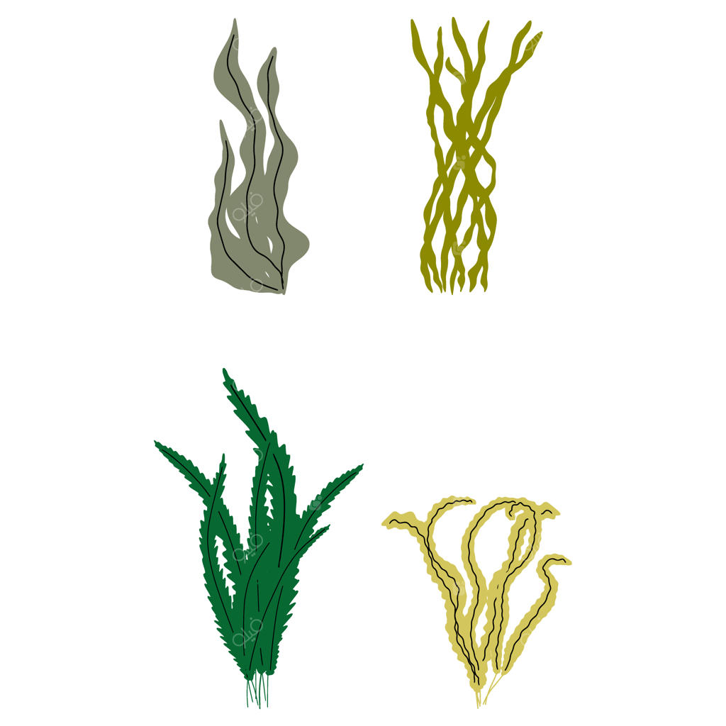 تصویرسازی وکتور مرجان و جلبک دریایی به سبک اسکاندیناوی