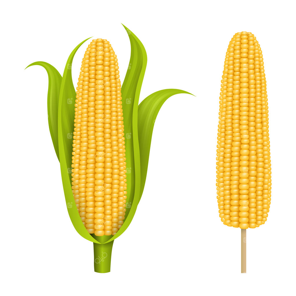 تصویر بلال ذرت بر روی پس‌زمینه سفید