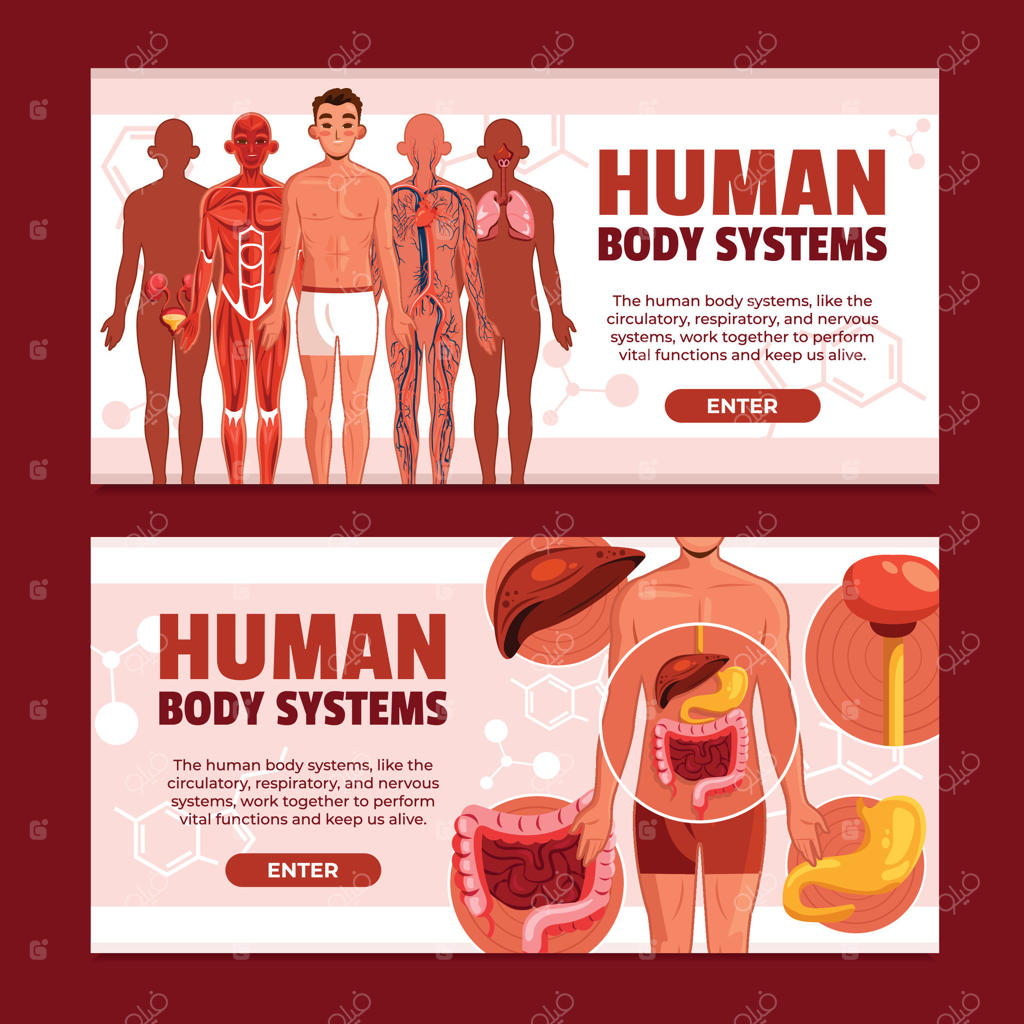 بررسی سیستم‌های بدن انسان و عملکردهای آنها به صورت حرفه‌ای و جامع