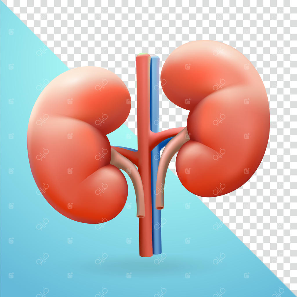 کلیه، عناصر سه‌بعدی