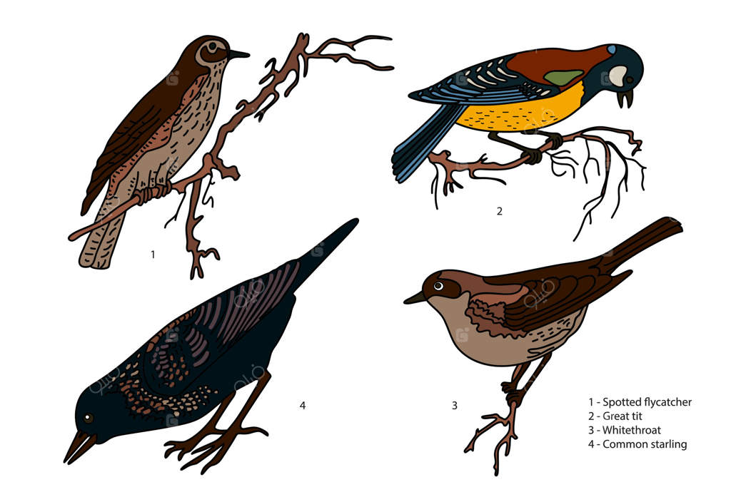 مجموعه گیاه‌شناسی همراه با پرندگان باغ بر روی پس‌زمینه سفید. مجموعه‌ای رنگارنگ از پرندگان طراحی شده با دست. طراحی گرافیکی برای کتاب‌های علمی مدرسه، کارت‌ها و مواد آموزشی.