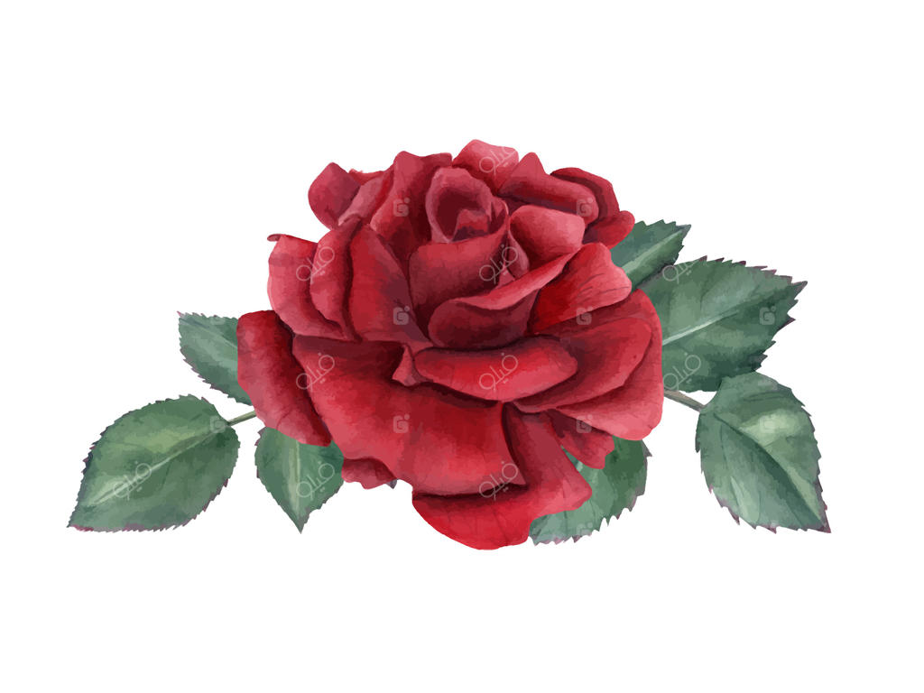 تصویر آبرنگی گل سرخ با برگ‌ها در باغ. ترکیب گل و سبزه به سبک واقع‌گرایانه. دسته گل برای طراحی کاغذ دیواری، کارت روز ولنتاین و روز مادر