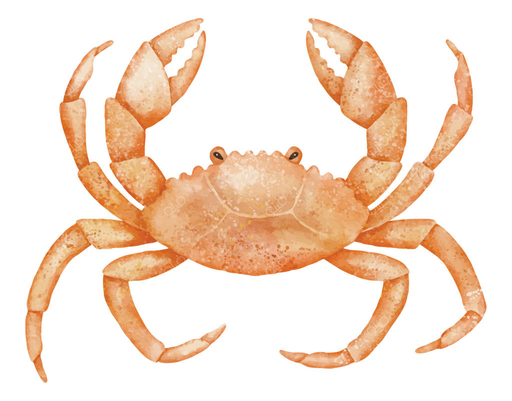 تصویر آبرنگی خرچنگ: طراحی جانور دریایی در رنگ‌های نارنجی برای کارت‌های دعوت یا تبریک به سبک دریانوردی. هنر حیوان دریایی برای طراحی کودکانه در پس‌زمینه‌ای جدا شده.