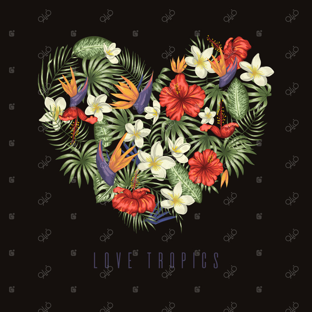 ترکیب وکتور برگ‌های سبز گرمسیری با گل‌های پلومریا، استرلیتزیا و هیبیسکوس در قاب قلبی‌شکل روی پس‌زمینه مشکی. پس‌زمینه گرمسیری تابستانی یا بهاری. طراحی جنگل‌های استوایی.