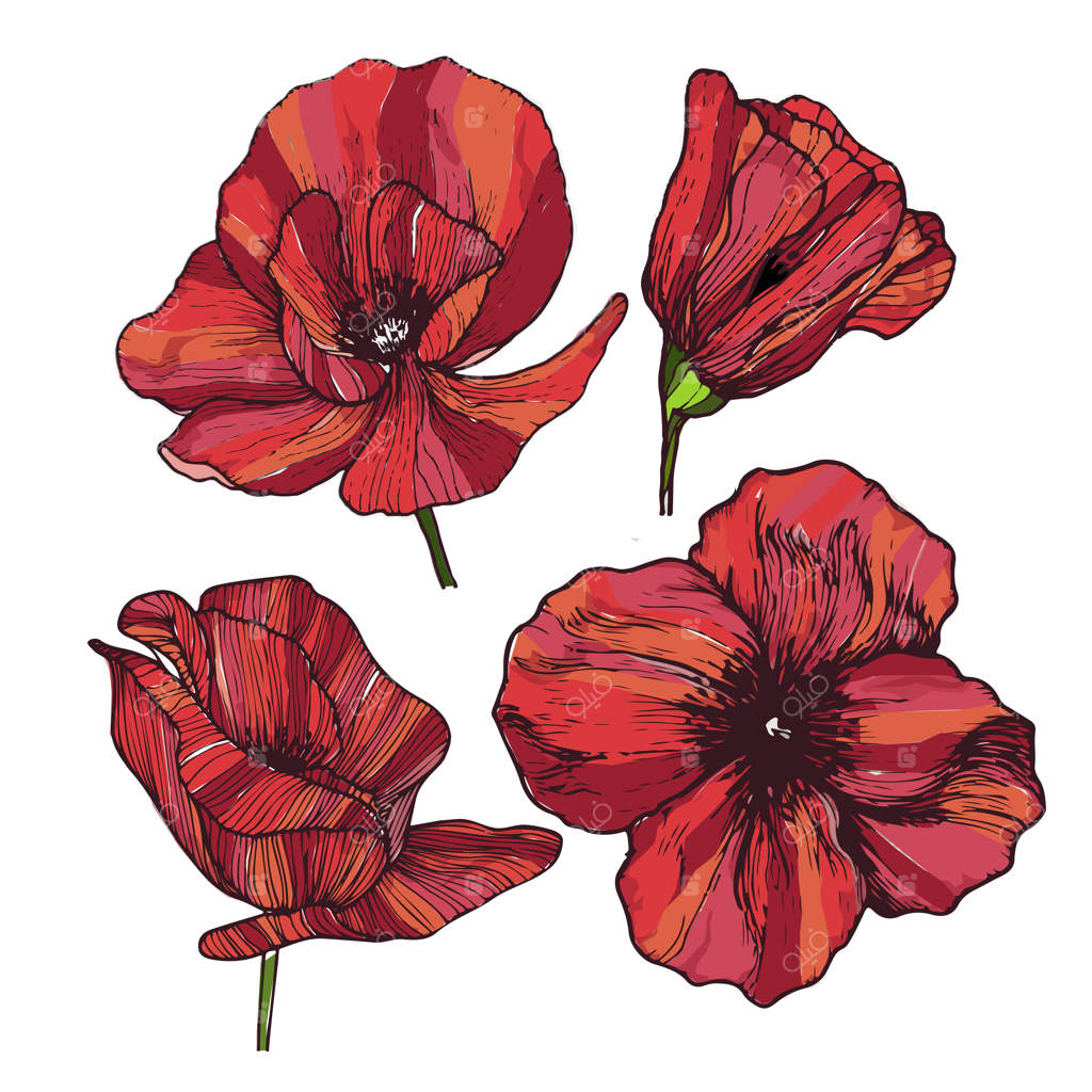 وکتور گل‌های شقایق سرخ با رنگ‌های زنده و گیرا (مجموعه‌ای از چهار طرح)