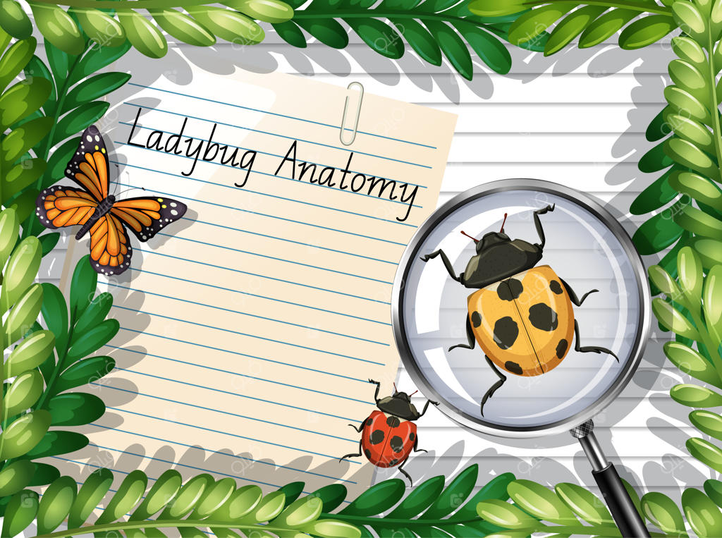 نمای بالای کاغذ سفید با عناصر برگ، پروانه و کفشدوزک