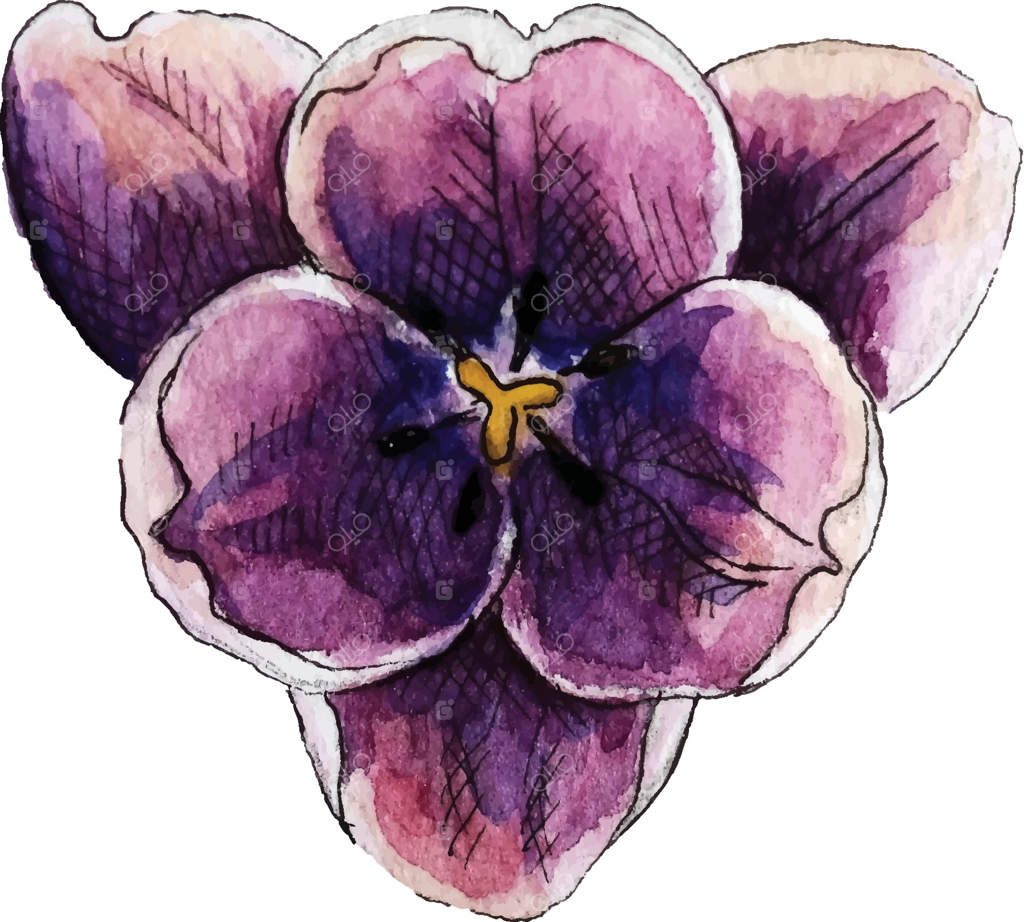 تصویر آبرنگی گل‌های لاله بنفش روی زمینه سفید. نمای بالا از گل‌های بهاری بنفش در باغ. عنصر گل برای طراحی