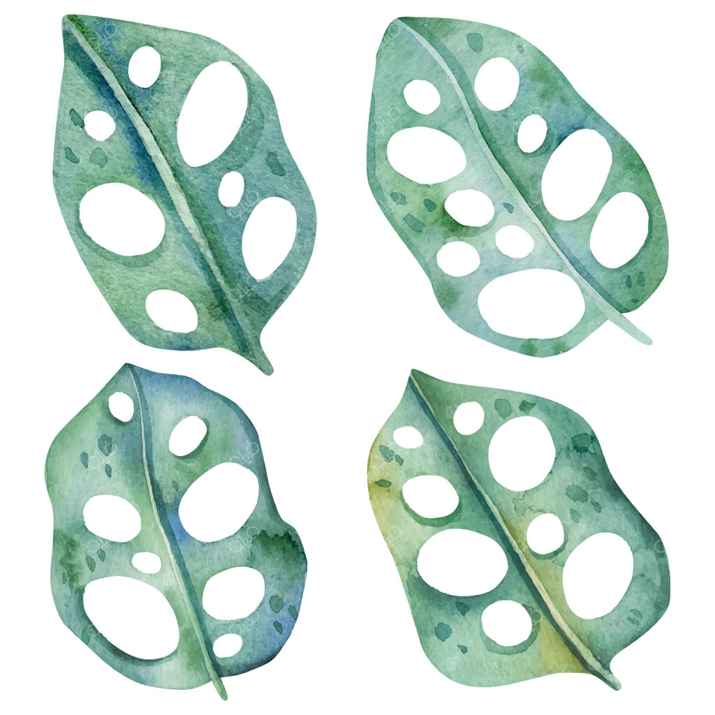 دسته‌ای از برگ‌های مونسترا