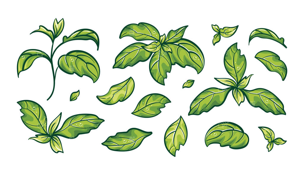 مجموعه برگ‌های ریحان؛ هنر گیاه‌شناسی و گیاهان معطر. مناسب برای تصویرسازی غذا، کتاب‌های آشپزی، منو و کافه. با مفهوم سبک زندگی سالم، گیاه سبز و سازگاری با محیط زیست.