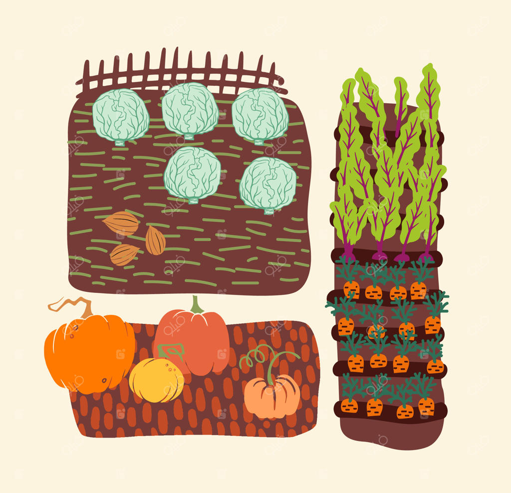 محصولات باغ پاییزی پرطراوت: تخت‌های سبزیجات با کلم، کدو تنبل، هویج و سبزی‌های برگی. برای ترویج برداشت پاییزی، باغبانی، بازارهای محلی و پروژه‌های دوستدار محیط زیست.