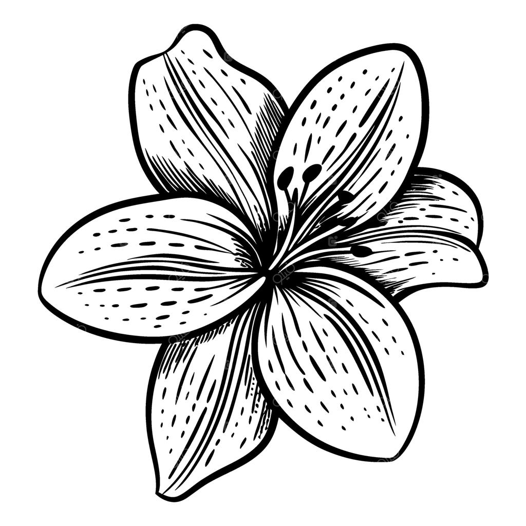 تصویر گیاه‌شناسی گل زنبق شکیل به‌صورت سیاه و سفید، با خطوط ظریف و بافت لطیف گلبرگ‌ها