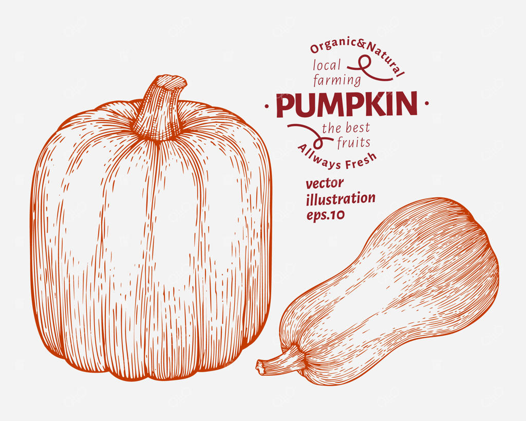 مجموعه تصویرسازی کدو تنبل: طراحی دست‌ساز به سبک حکاکی برای هالووین یا روز شکرگزاری