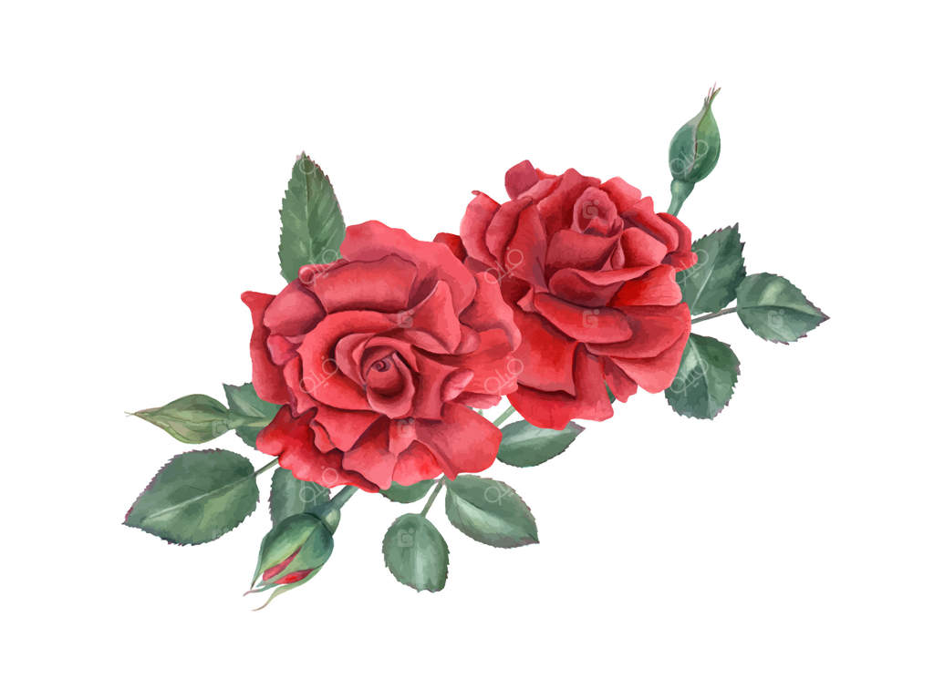 دسته گل رز قرمز تیره آبرنگی - نقاشی گل‌های شکوفا، غنچه‌ها و برگ‌های سبز به سبک واقع‌گرایانه. مناسب برای تبریک عروسی، کارت‌های یادبود و دعوتنامه‌ها