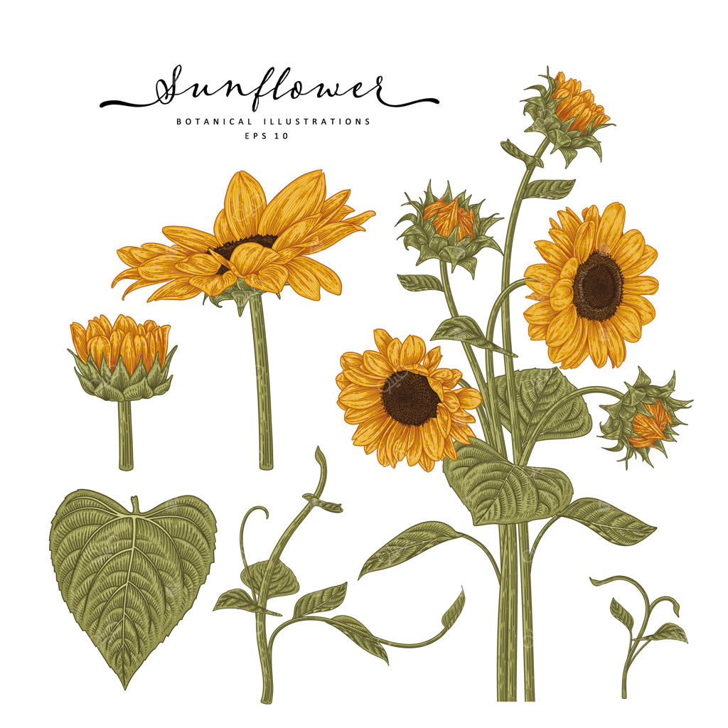 ست دکوراتیو گل: طرح‌های آفتابگردان.