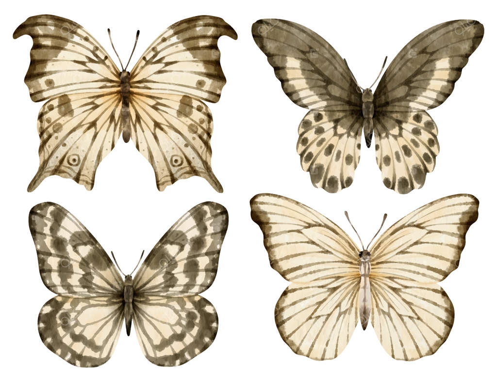 تصویر آبرنگی پروانه برای عنصر تزئینی