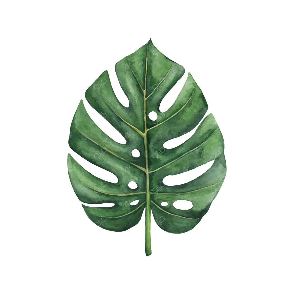 برگ مونسترا با آبرنگ